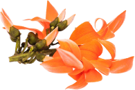 Palash Flower Extract