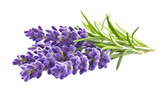 Lavender Oil