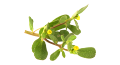 Common Purslane Extract