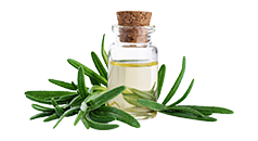 Rosemary Oil